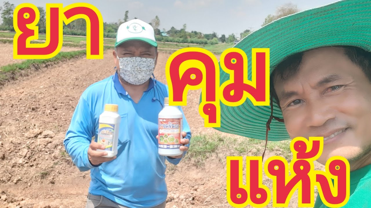 ยาคุมแห้ง 💚 สนใจผลิตภัณฑ์ 0899428684