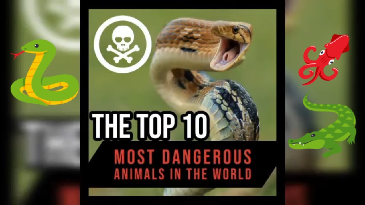 Top 10 most Dangerous Animal In world YouTube
