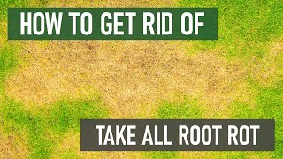 How to Get Rid of Take All Root Rot [Fungus & Lawn Disease]