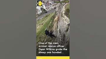 Trapped Sheep Saved From Cliff Side In Wales WION Shorts 