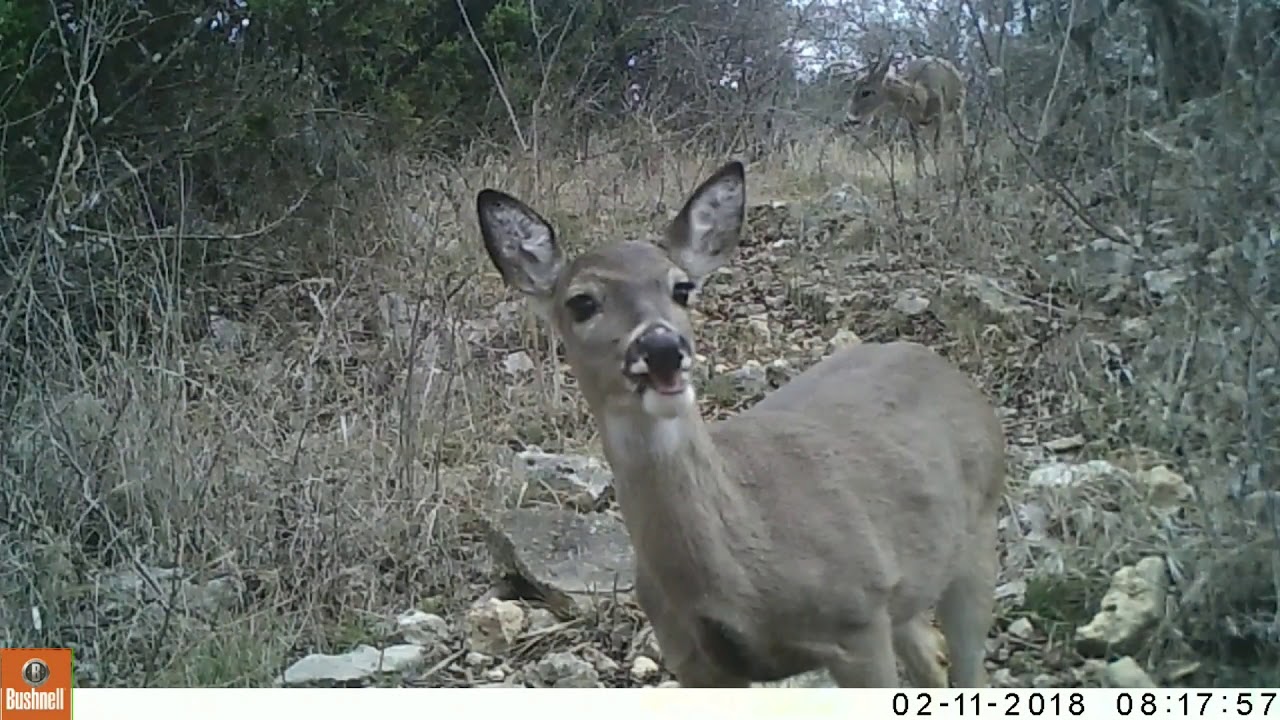 striped skunk tracks Texas Trail Cam Compilation 2-18-18