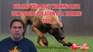 Michael Ellis on Building Your Dog's Working Drive Using Social Isolation as A Training Tool