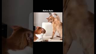 stylix.pet | Link in Bio | Cats has more drip than you 💀