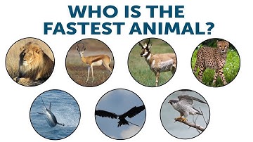 Who is the Fastest Animal? | Only Mastermind Can Solve | IQ Riddles