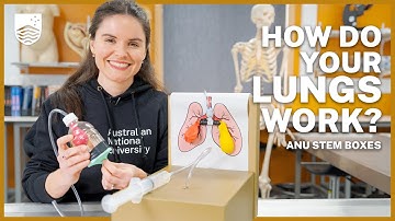 How to make a lung model
