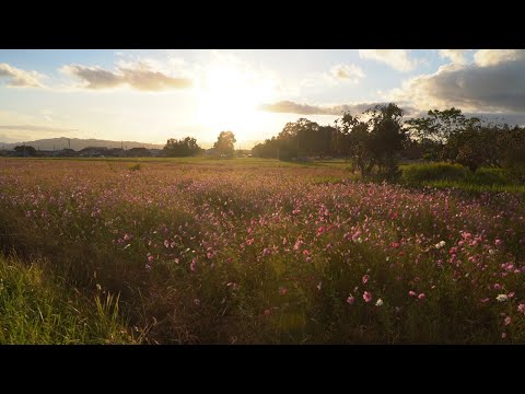 名張市美旗地区のコスモス畑と近鉄電車　2021秋