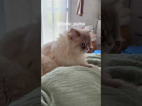 #cat #веселыекоты #прикольныекоты #cute #видосыоткота #relax #kitten #красиваякошка