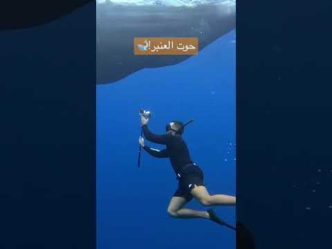 طلعلي حوت بالمحيط