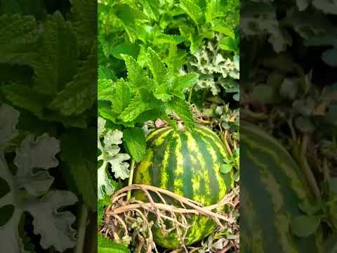 هندونه بادرنجبویه   