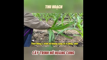 Thu hoạch cây trinh nữ hoàng cung  #nongduoctinhsangduong #shorts  #nature