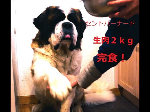 セントバーナード　２ｋｇ　完食！