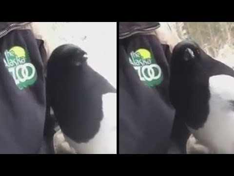 The Amazing TALKING MAGPIE