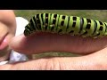綺麗なイモ虫、キアゲハの幼虫ノソノソ Beautiful caterpillar सुंदर बड़ा कमला