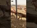 فحول ماعز الدهم عسى الله يبارك Goat Animals Shorts فحول ماعز الدهم عسى الله يبارك Goat Animals Shorts