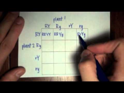 Dihybrid Punnett Square - YouTube