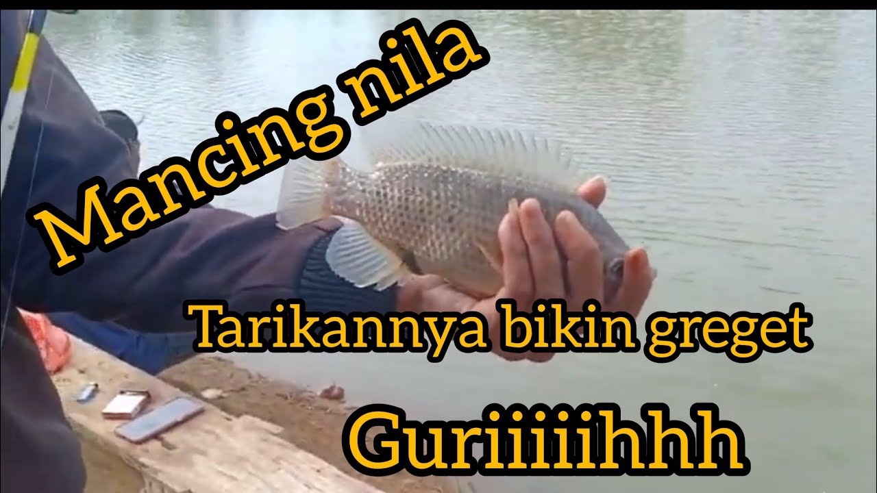  Mancing  ikan  nila  YouTube