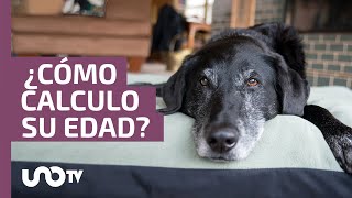 ¿Cómo saber la edad de un perro rescatado?