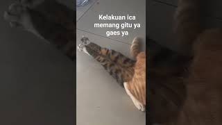 Download Lagu kucing kawin #kucing #kucinglucu #kucingimut #kucingkampung #selingkuh #viral #fyp #hewanlucu MP3