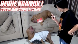 HEWIE PITBULL'S FUNNY REACTION WHEN HIS SON PRETENDED TO WANT ME TO SELL #hewiepitbull