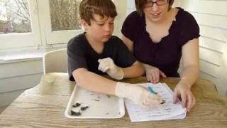 Owl Pellet Dissection