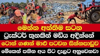 මෙන්න අන්තිම සටන | ට්‍රැක්ටර් තුනකින් මඩිය අදින්නේ | මෙව්වා ටොන් ගණන් අදින මා දැල්