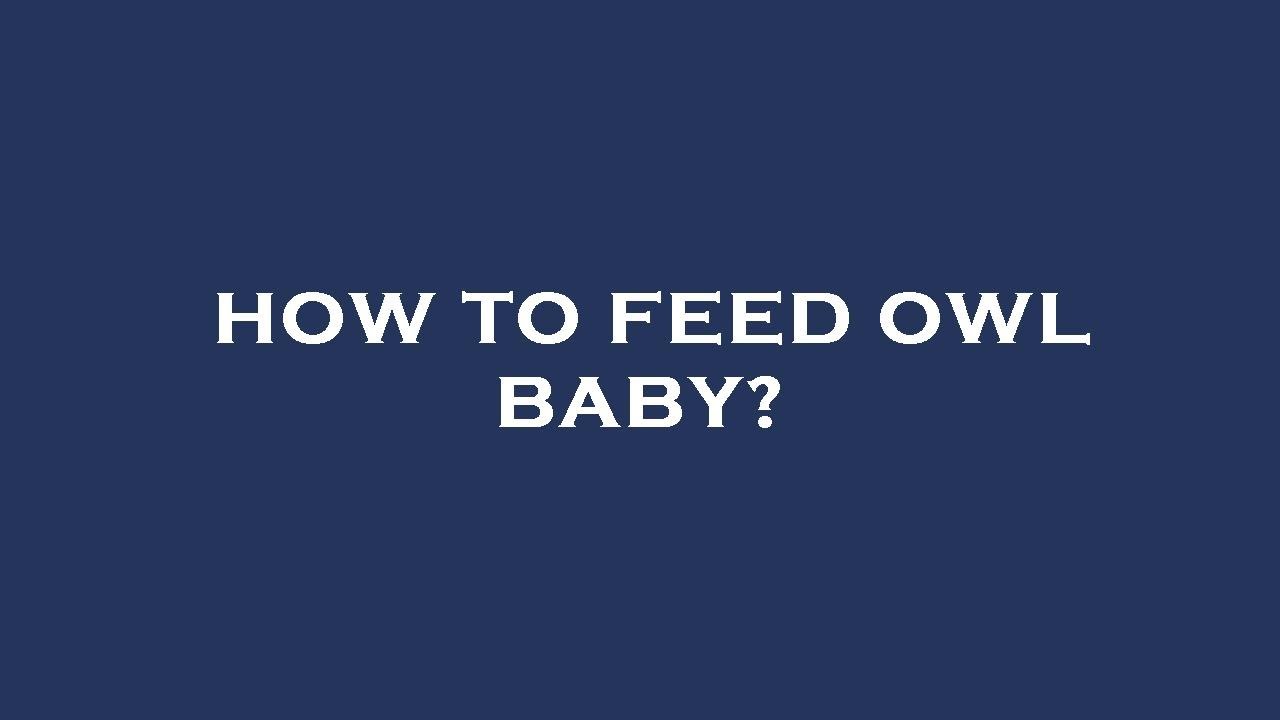 How to feed owl baby? YouTube