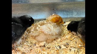 DIY Dust Bath For Baby Chicks | Chicks Dust Bathing In Your Brooder