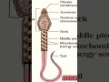 Human Structure of sperm NEET BIOLOGY