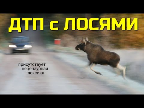 ДТП с лосями / Как избежать столкновения с сохатым