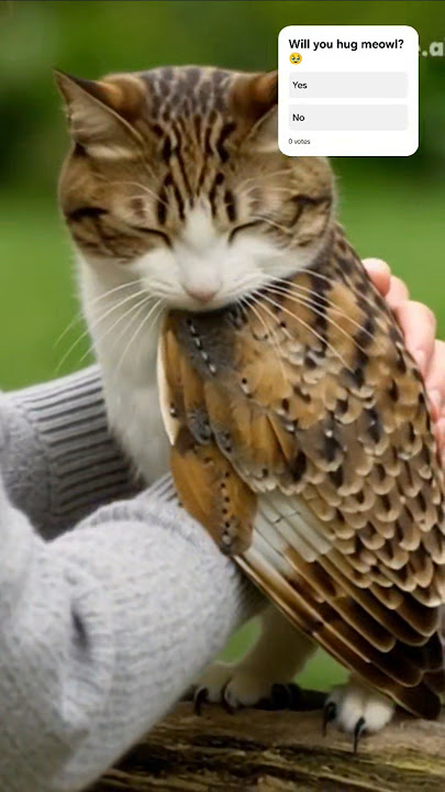 Meowl hugtime💕#shorts