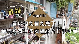 【Vlog118】【多肉植物】❤我が家の多肉棚紹介します❤春の植え替え完了編【多肉棚】