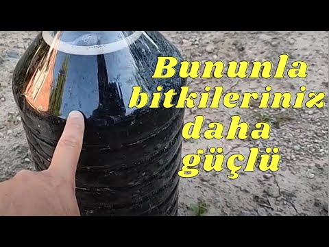 Video: Yosun Gübresi Nasıl Yapılır - Bitkiler İçin Deniz Yosunu Gübre Olarak Kullanmak