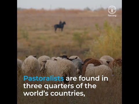 Video: Waar zou je pastoraal nomadisme vinden?