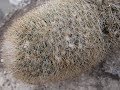 How to remove Mealybugs from VERY spiny or hairy Cactus Plants