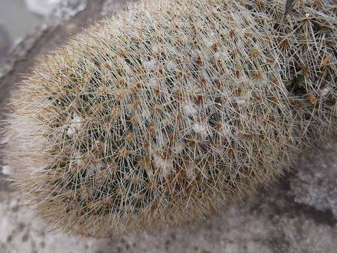cactus mealybugs