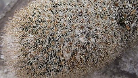 How to remove Mealybugs from VERY spiny or hairy Cactus Plants