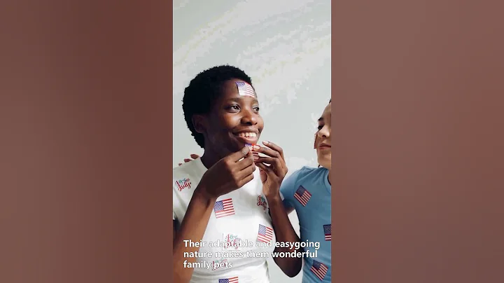 Video 11201711: tabby american shorthair, american shorthair kitten, american shorthair cat, cute american shorthair