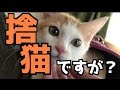 【子猫】捨て猫を保護したらめちゃくちゃ可愛かった件