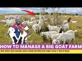 How To Manage 10000 GOATS Farm On a Small Budget