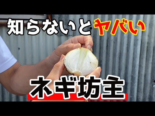 Once the onions start to flower, harvest them immediately