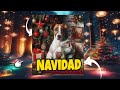 🔴 Las Mascotas en Navidad: Disfrutando de la Magia Festiva