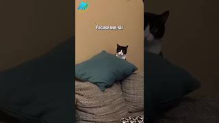 Excuse Me Sir Cat  cat funnyanimals shorts