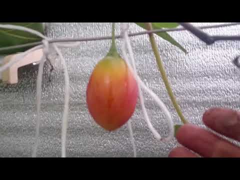 Video: Tsifomandra Atau Pohon Tomat
