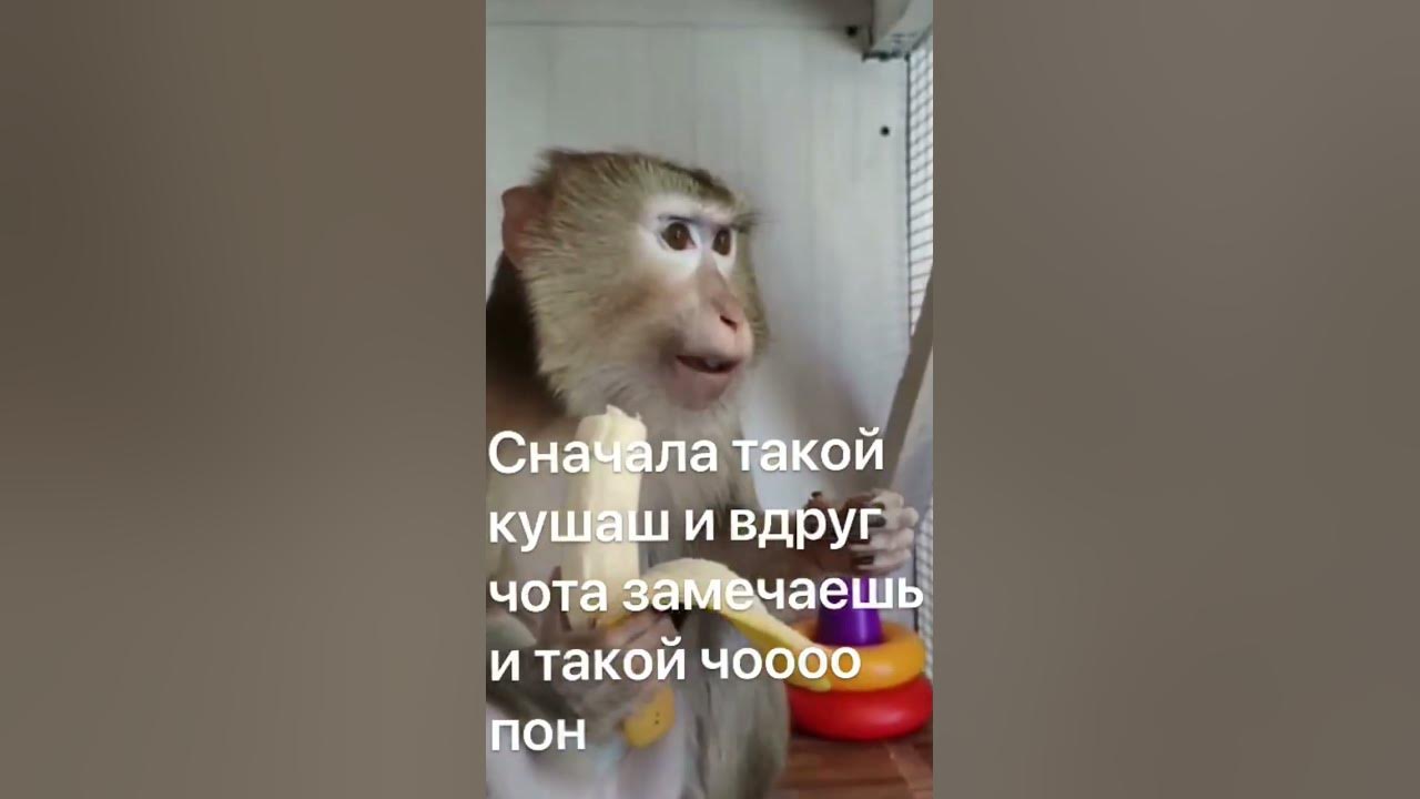 #бибизьяны - YouTube