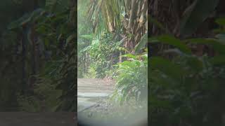 Download Lagu simpang ampek kp tangah MP3