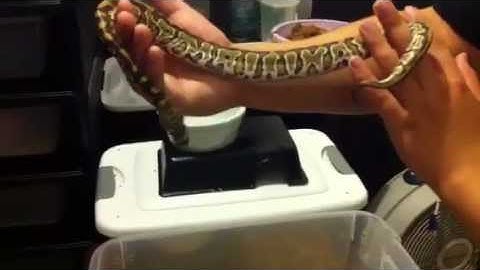 Ball python x blood python hybrid superball