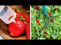 Gardening Hacks: Unlock your Inner Gardener and Plant Food at Home 🍓🌱🍅