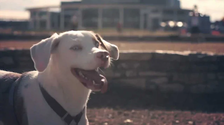 Catahoula Mix Runs in Circles | The Daily Puppy