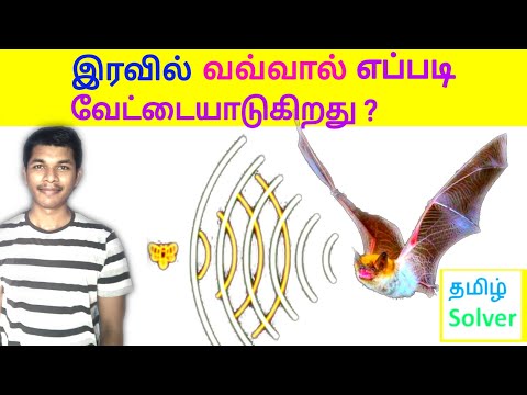 Echolocation | வவ்வால் இரவில் வேட்டையாடுவது எப்படி ?  TAMIL SOLVER