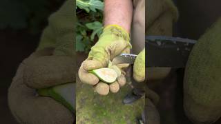 Feigen Im Garten - Das Musst Du Wissen